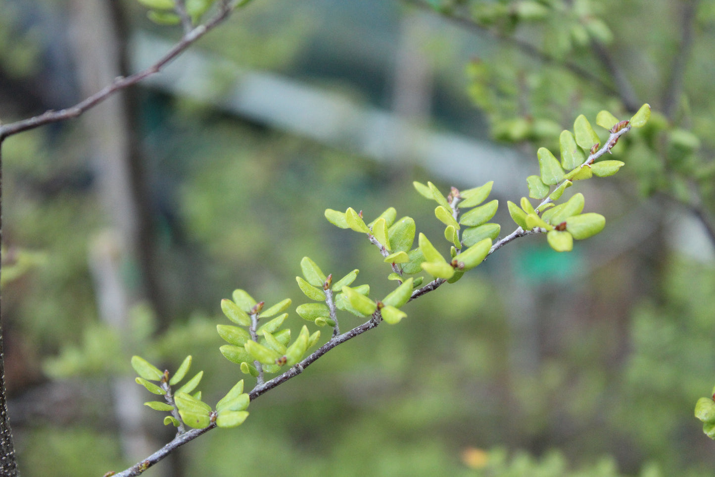 Nothofagus solandrii
