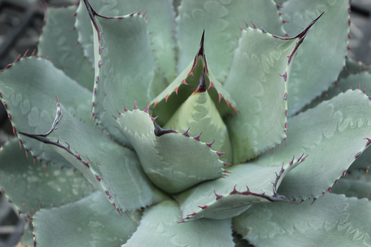 Agave parryi huachucensis