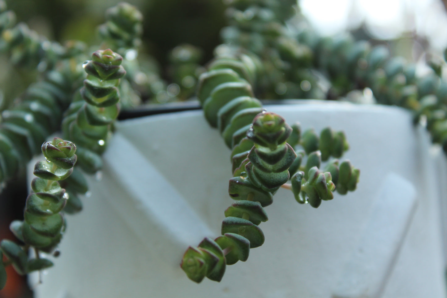 Crassula marneriana