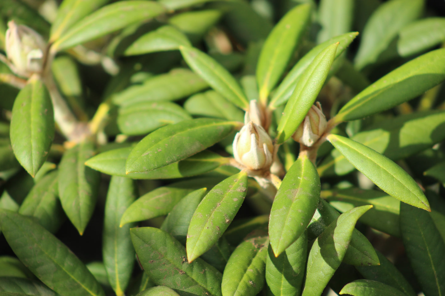 Rhododendron Grumpy