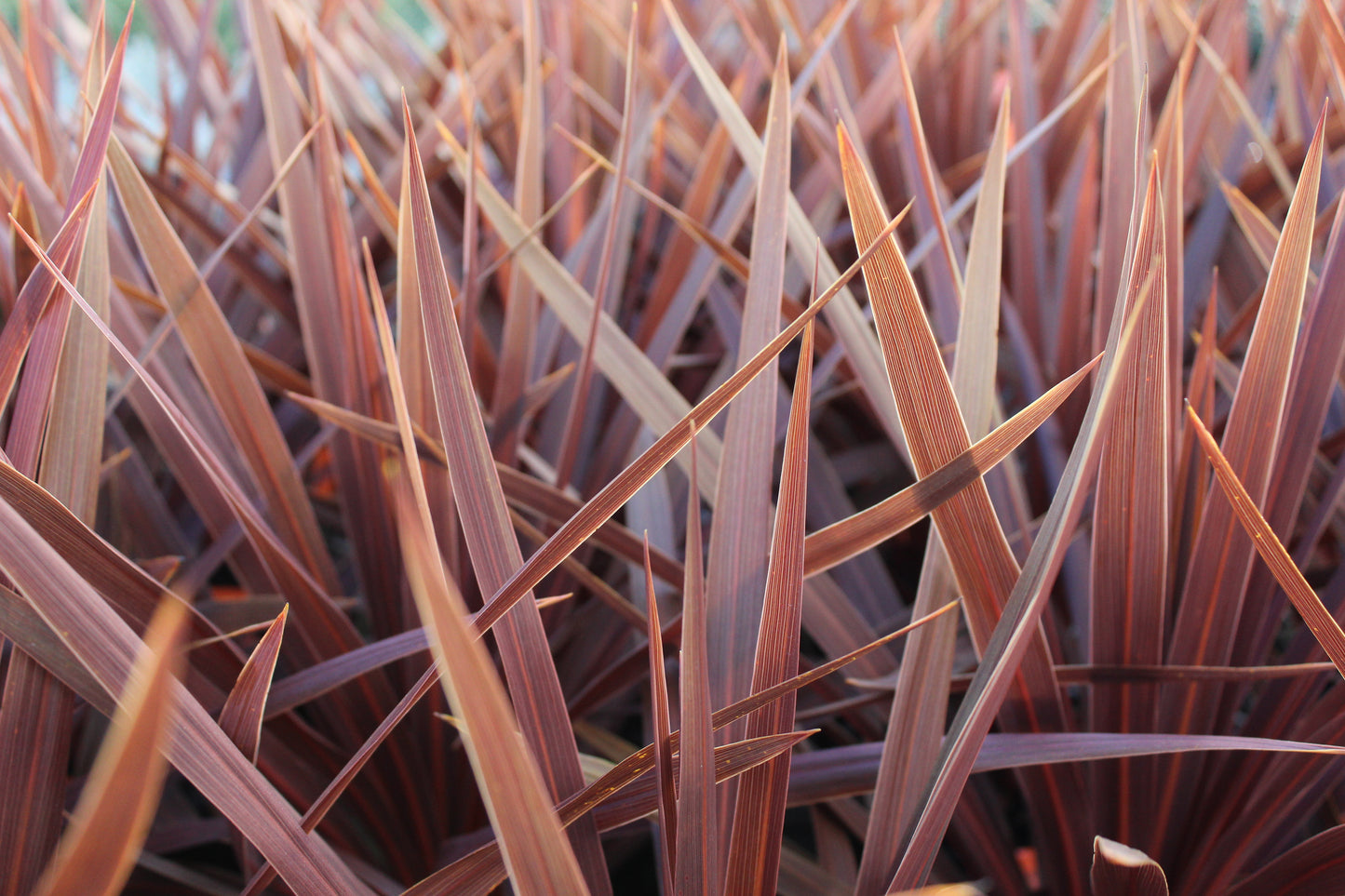 Cordyline australis Red Star