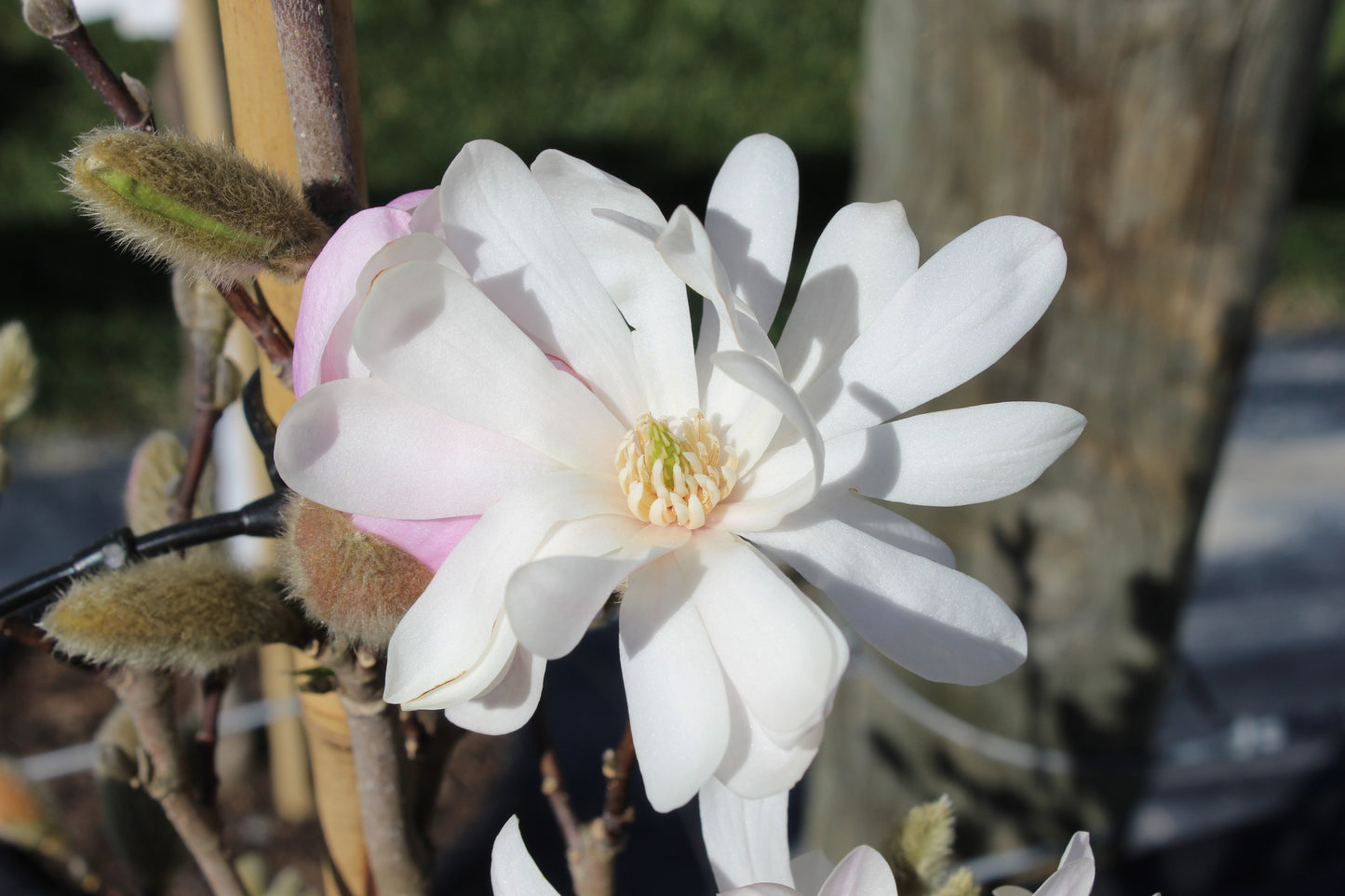 Magnolia stellata Water Lily
