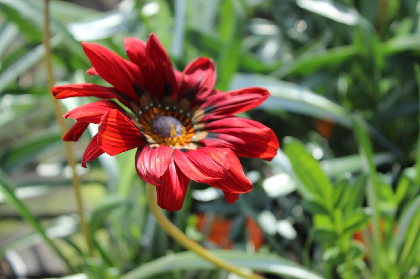 Gazania Takatu Red