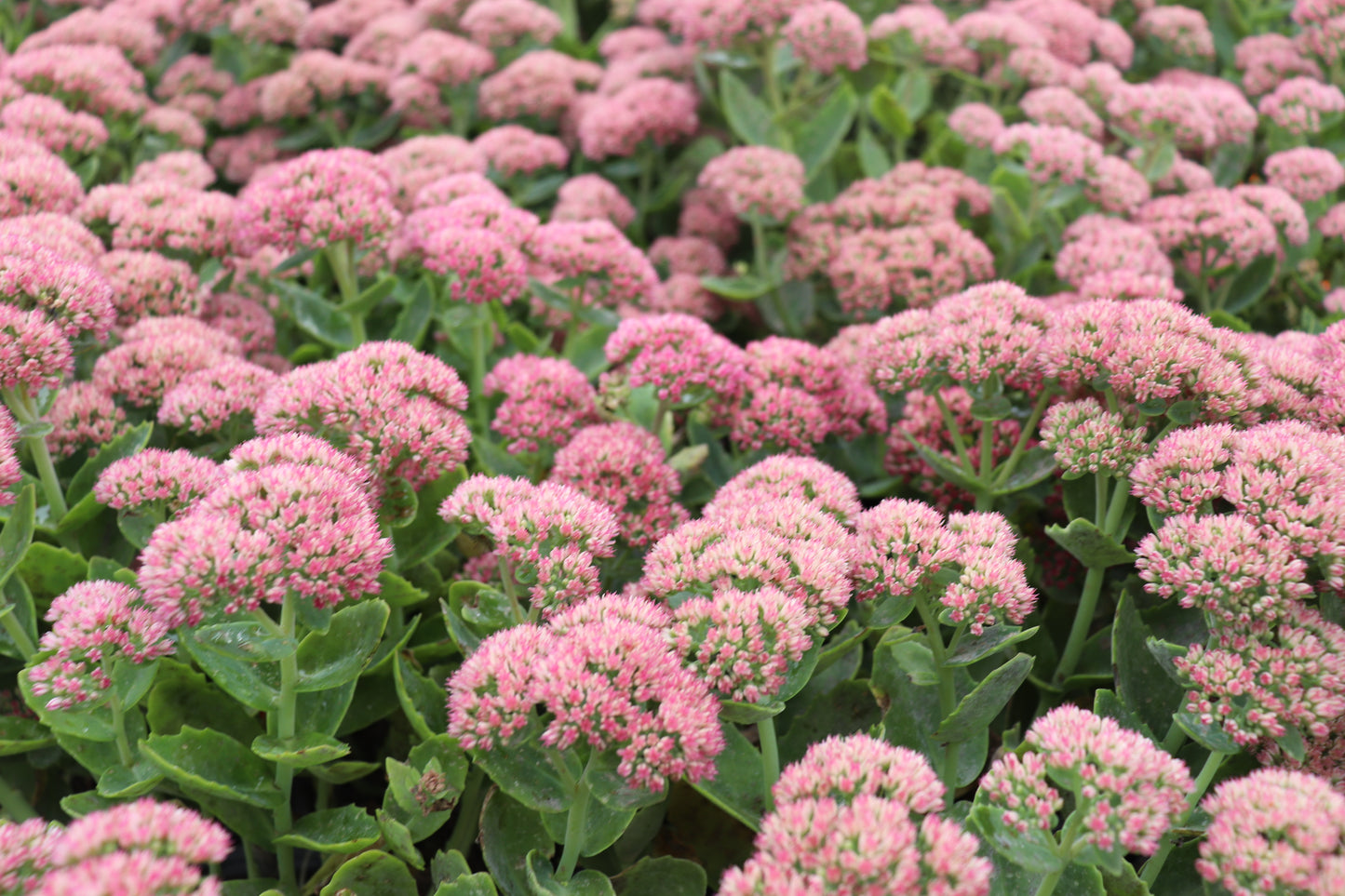 Sedum Autumn Joy