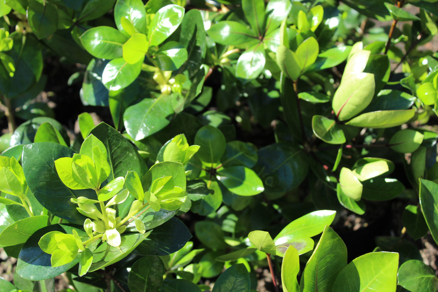 Pittosporum cornifolium Poor Knights