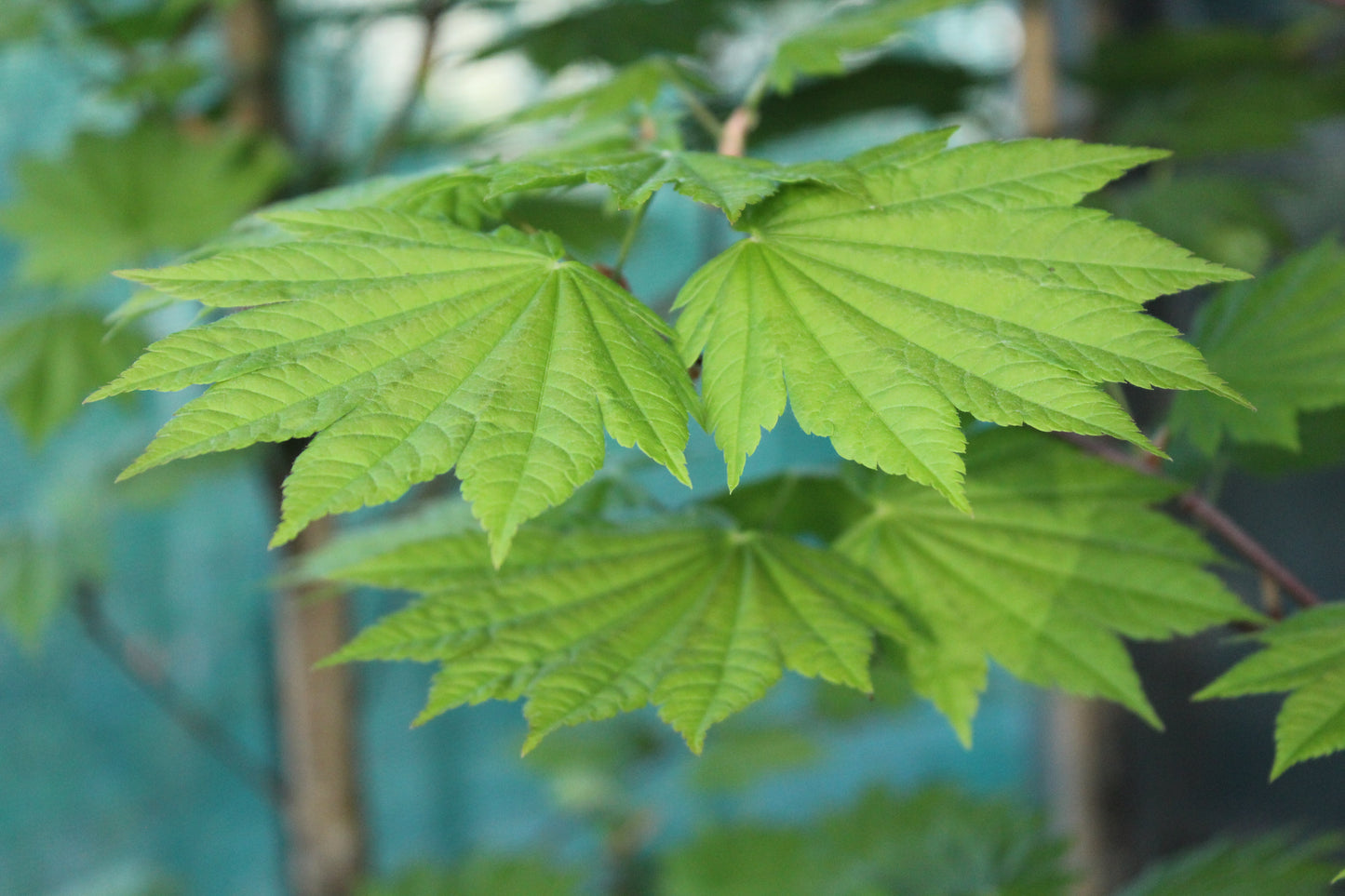 Acer japonicum Vitifolium