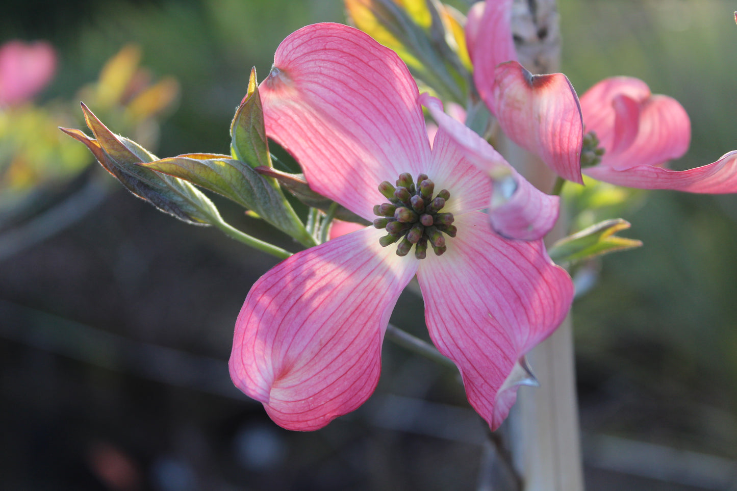 Cornus florida Cherokee Chief