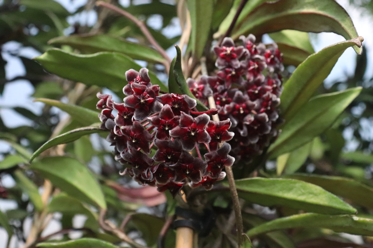 Hoya pubicalyx