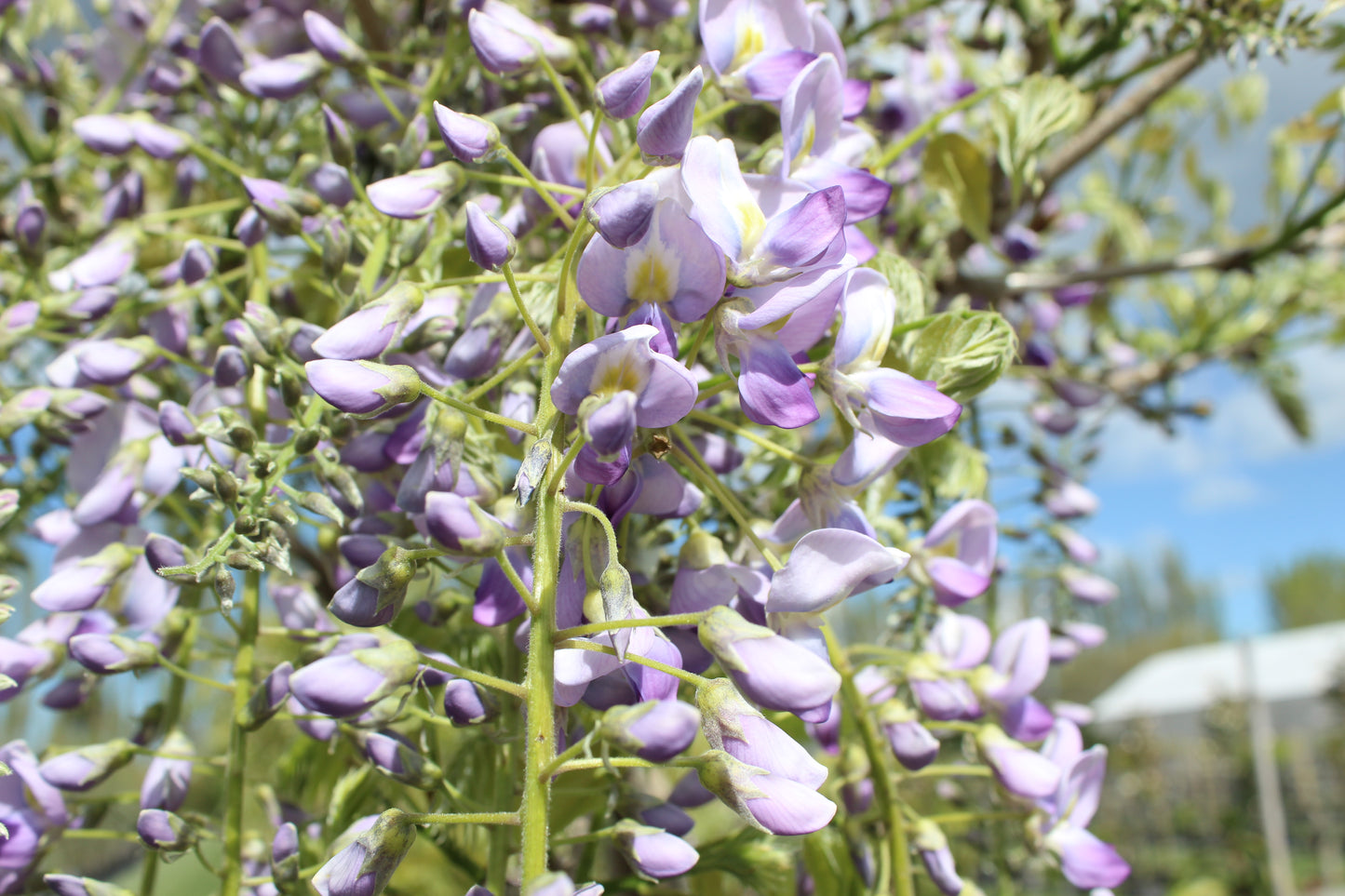 Wisteria lavender lace