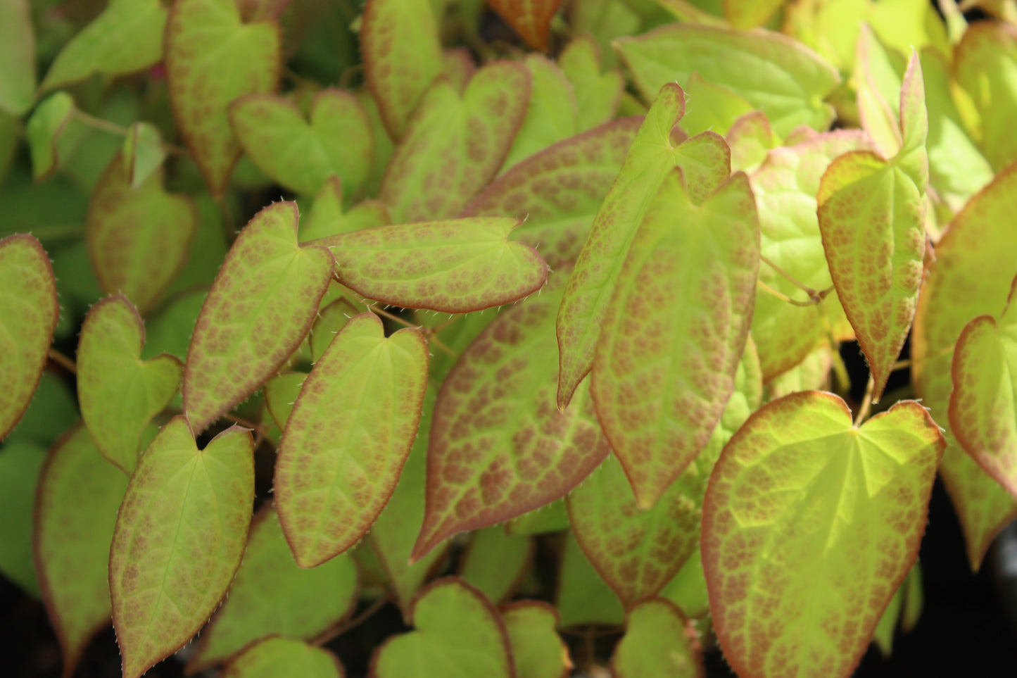 Epimedium niveum
