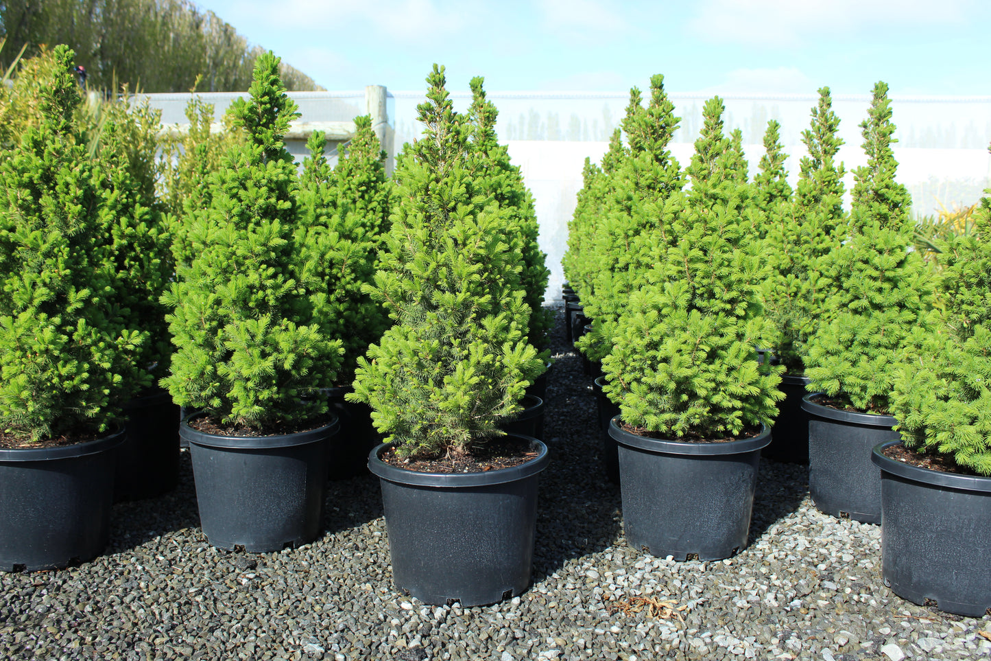 Picea glauca Conica