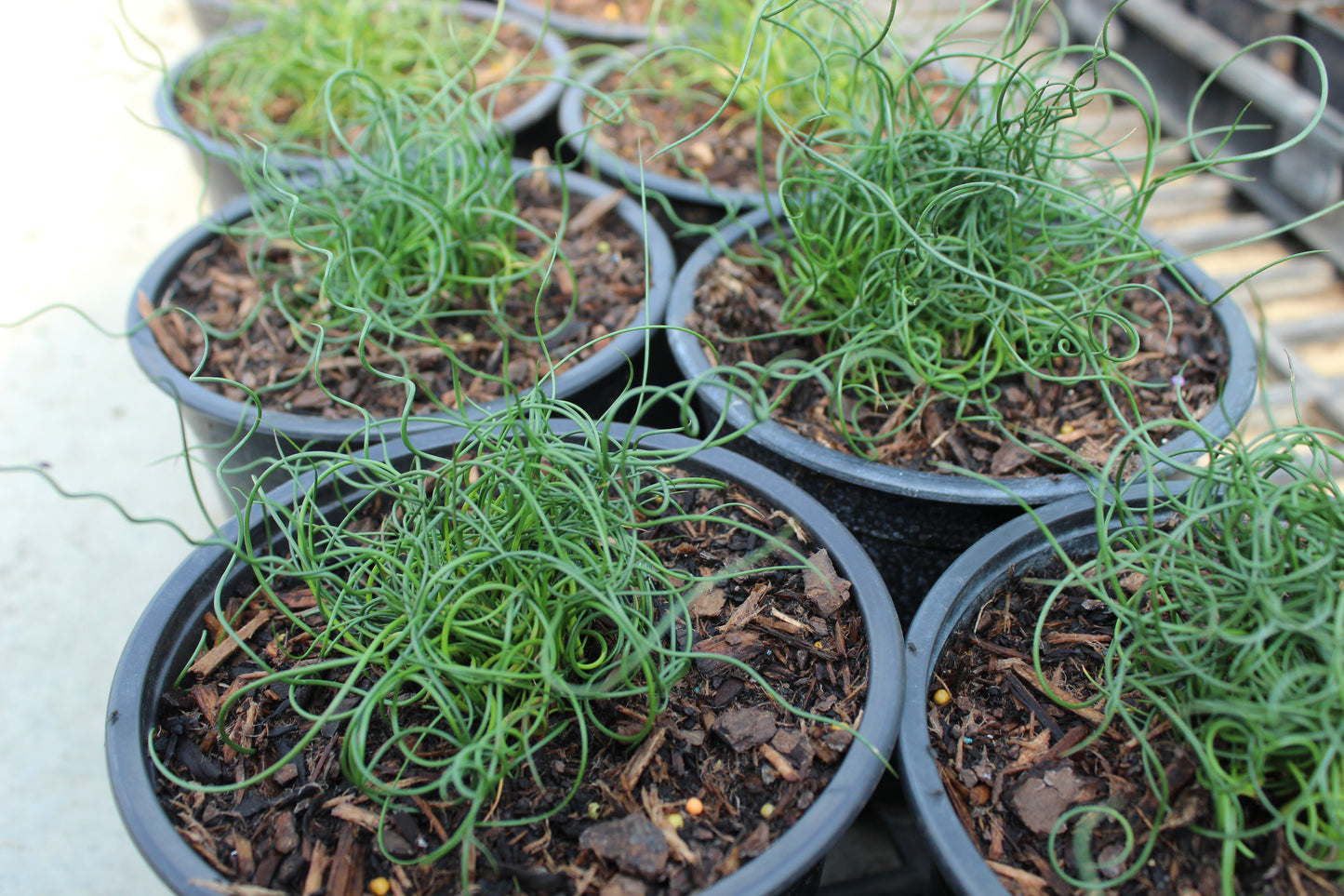 Juncus effusus Spiralis