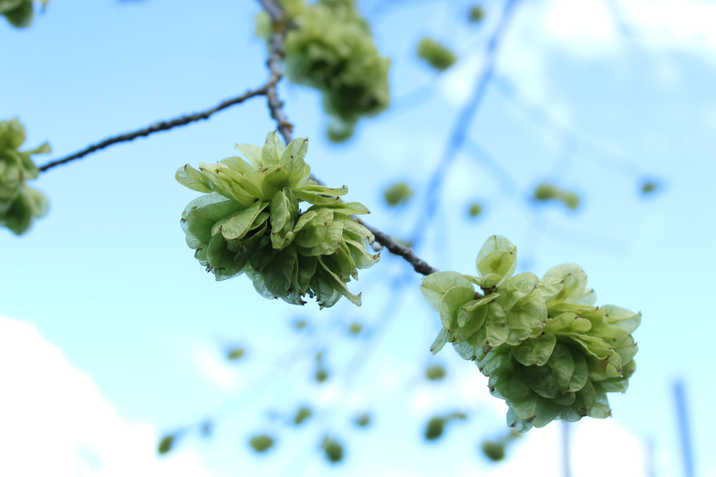 Ulmus Horizontalis