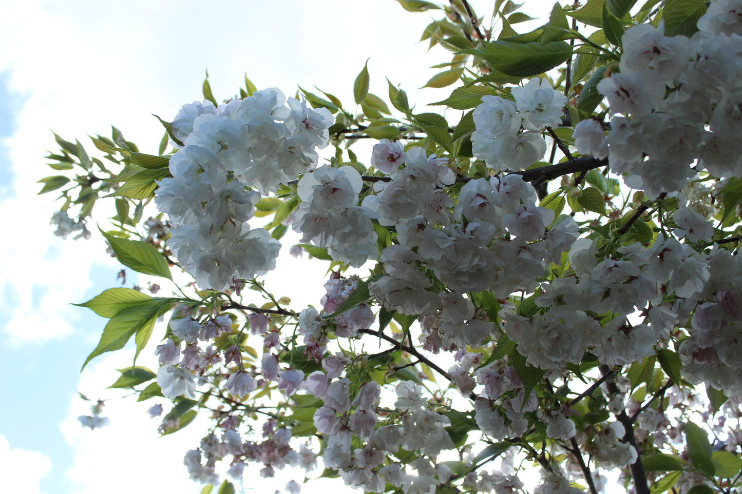 Prunus shirotae