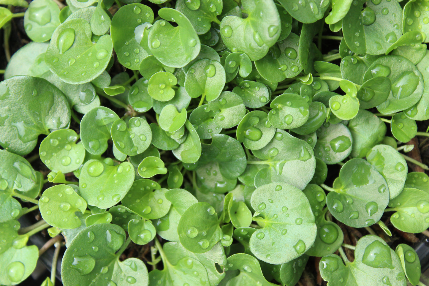 Dichondra Emerald Falls