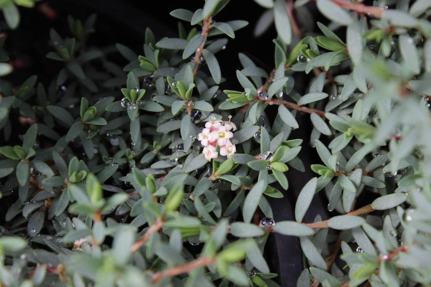 Pimelea prostrata Blue Peter