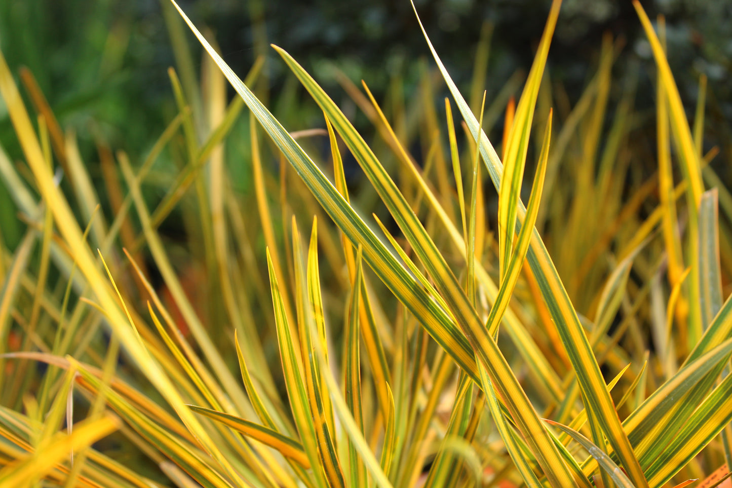 Libertia Goldfinger