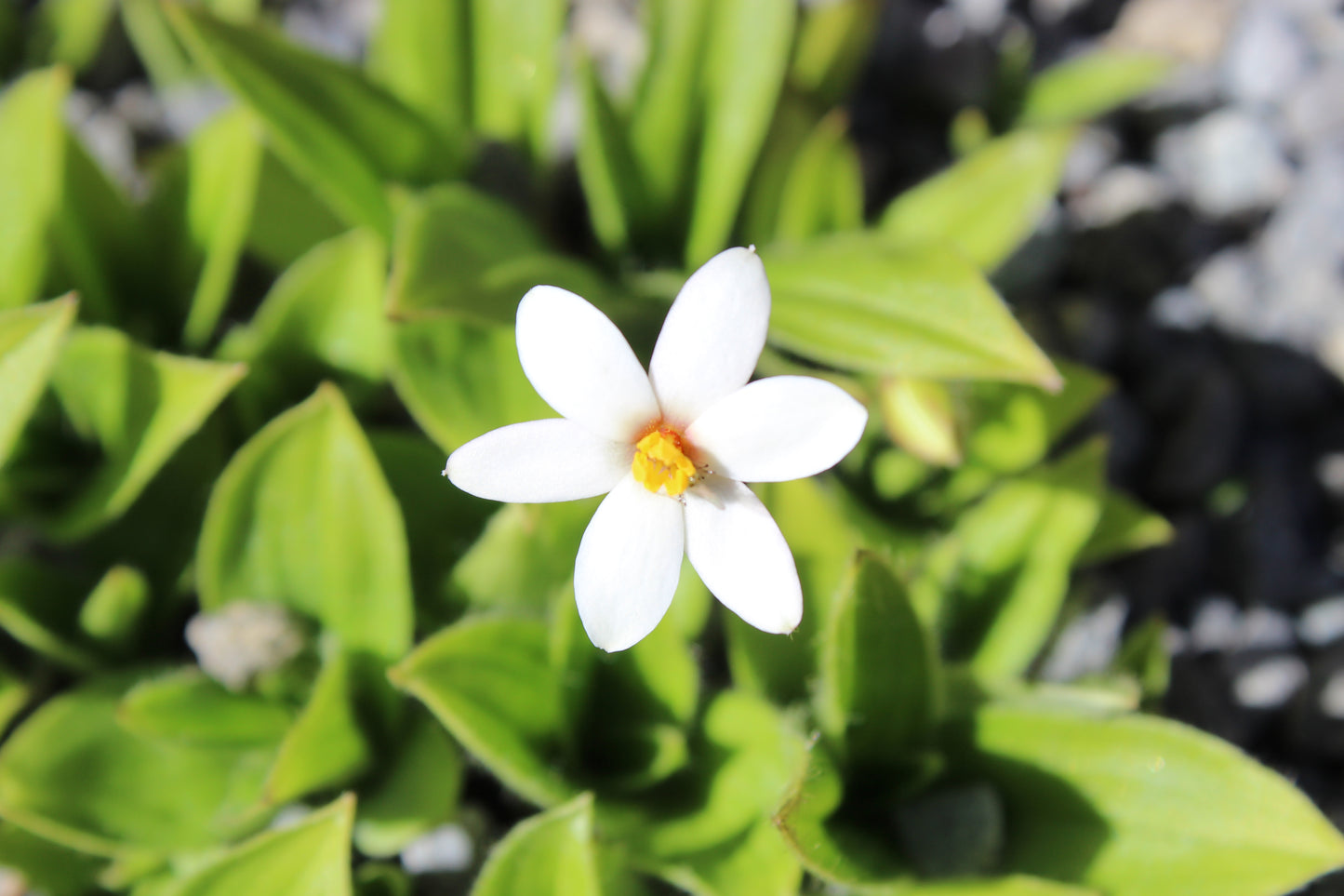 Rhodohypoxis parvula