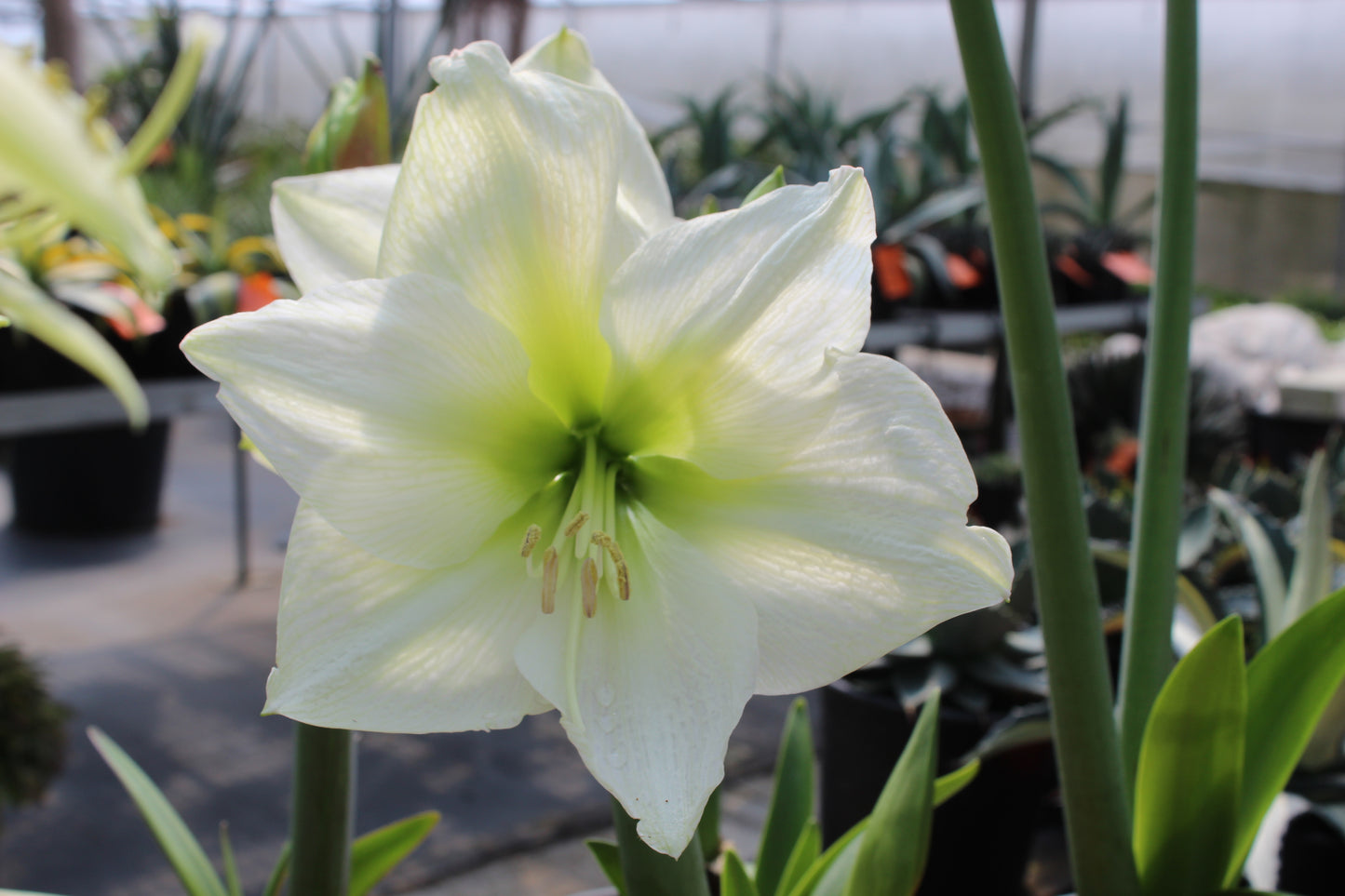 Hippeastrum hybrids