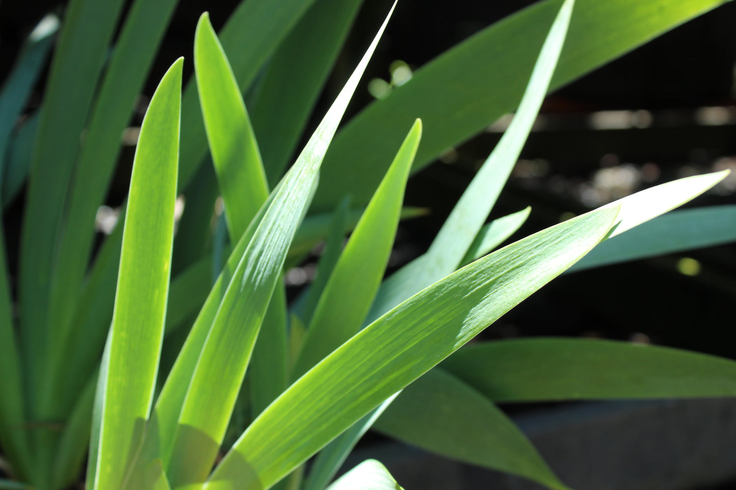 Iris germanica Hybrid