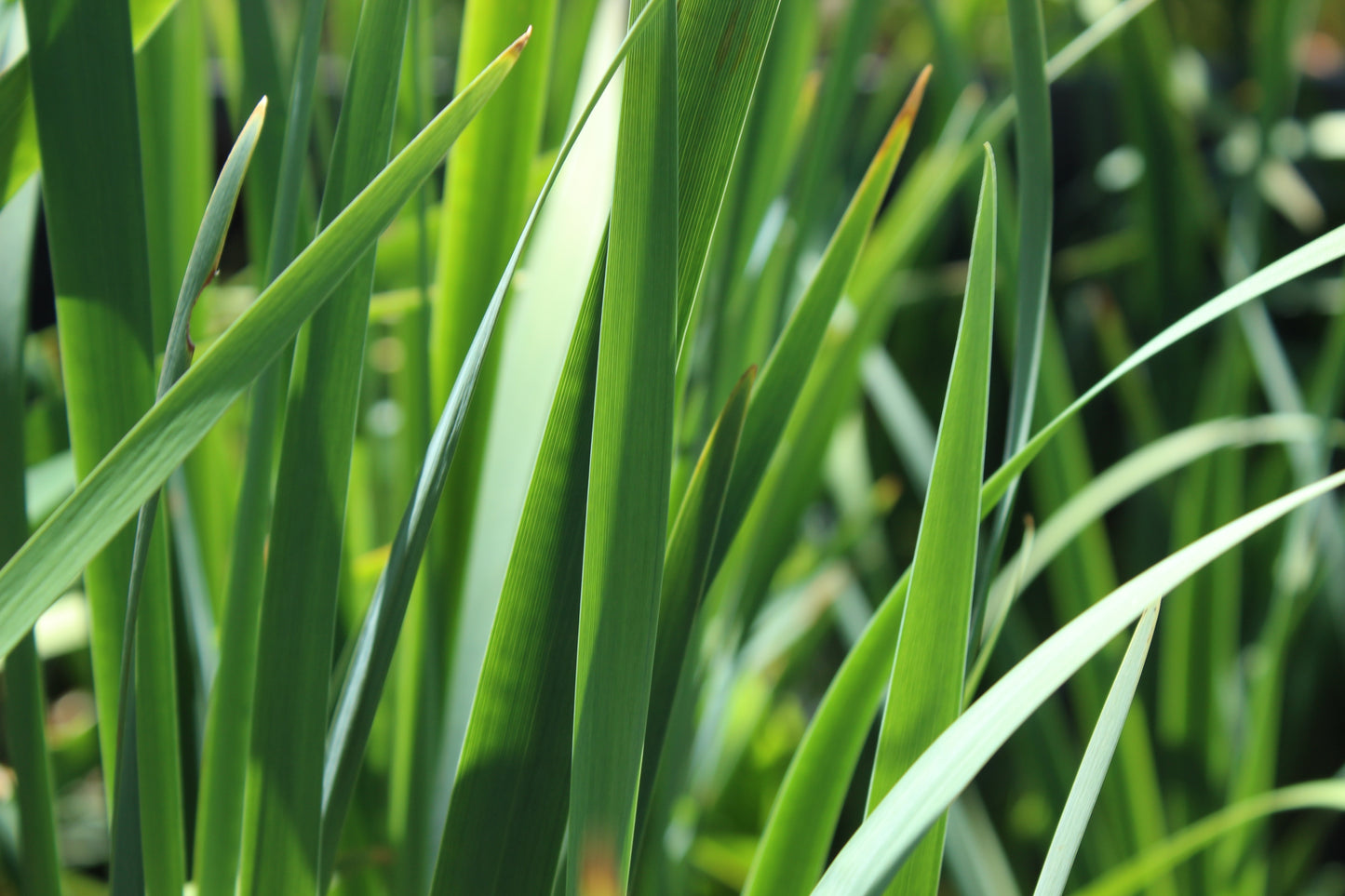 Iris sibirica over the river