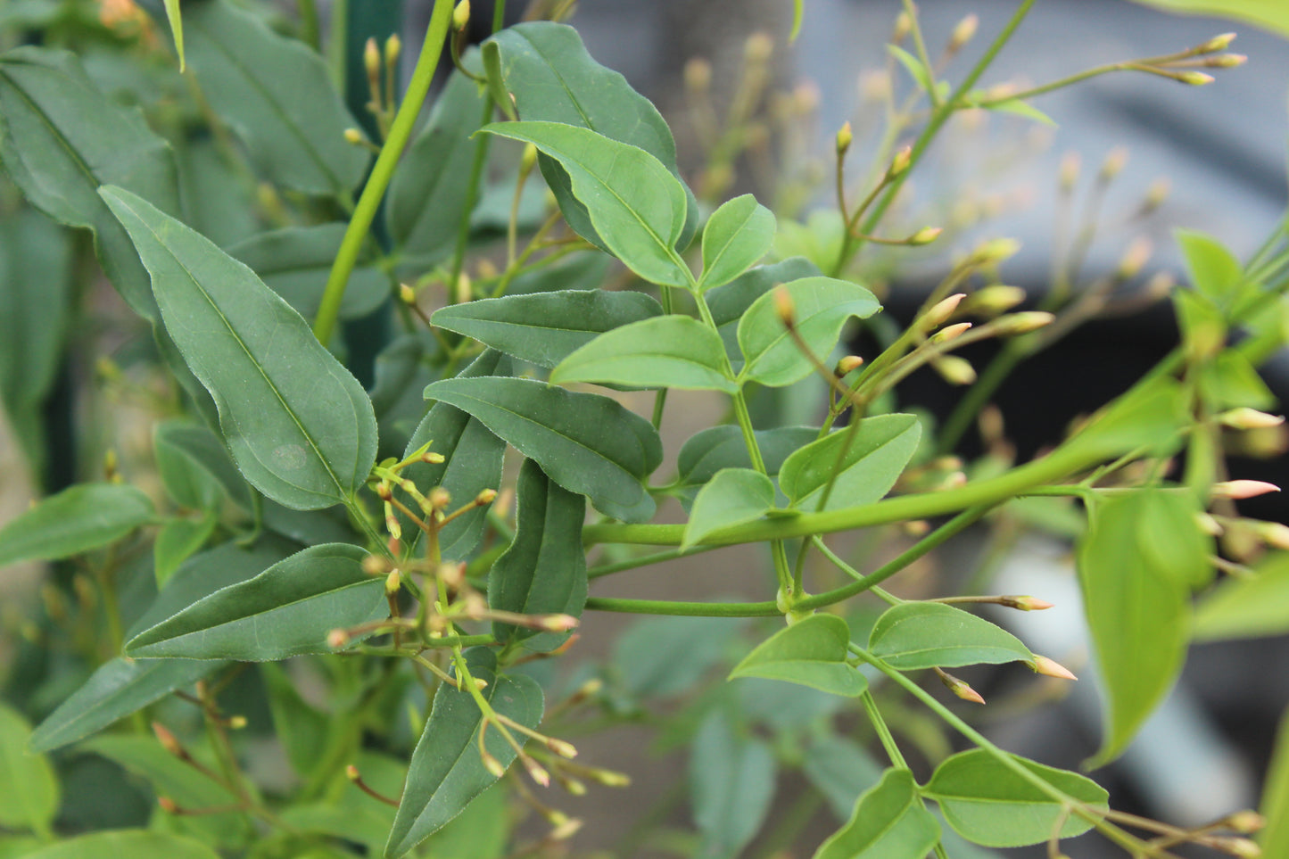 Jasminum polyanthum