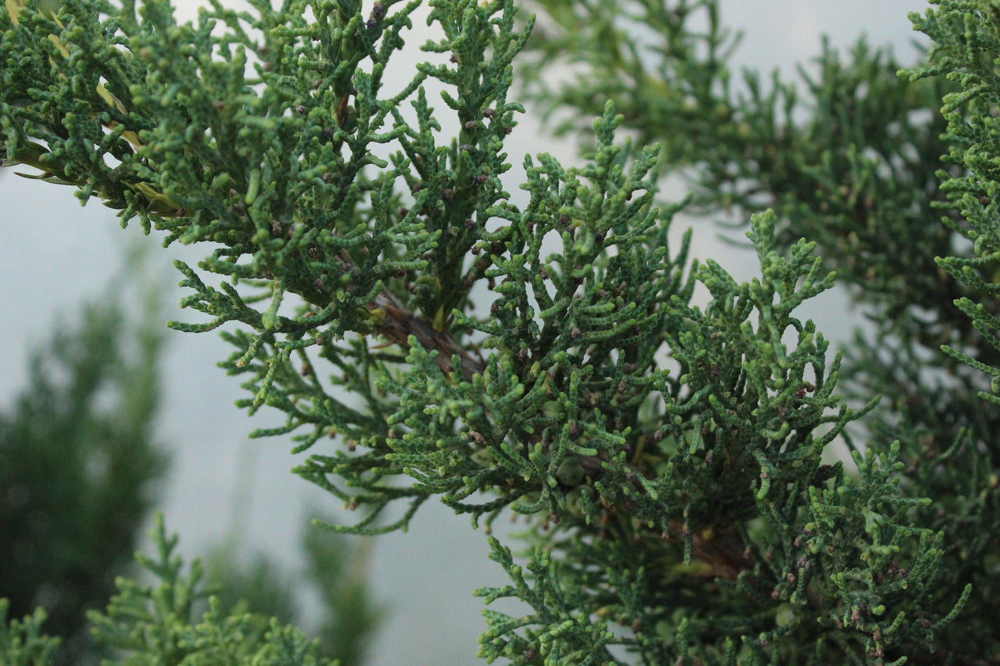 Juniperus c. robusta green