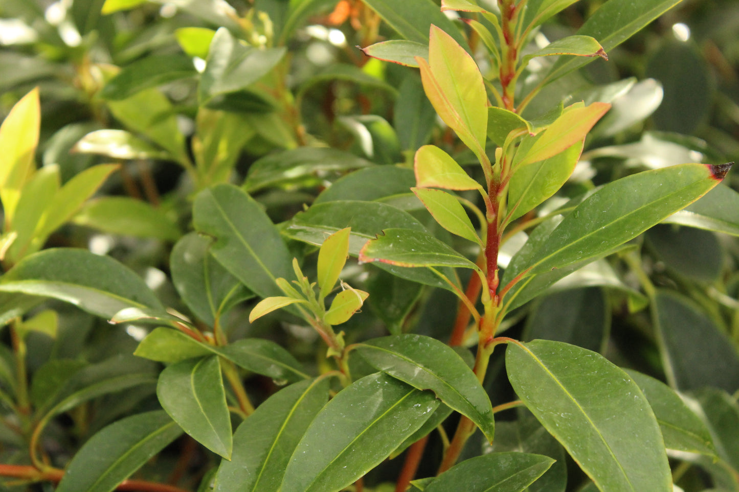 Kalmia L. Tawa-Glen