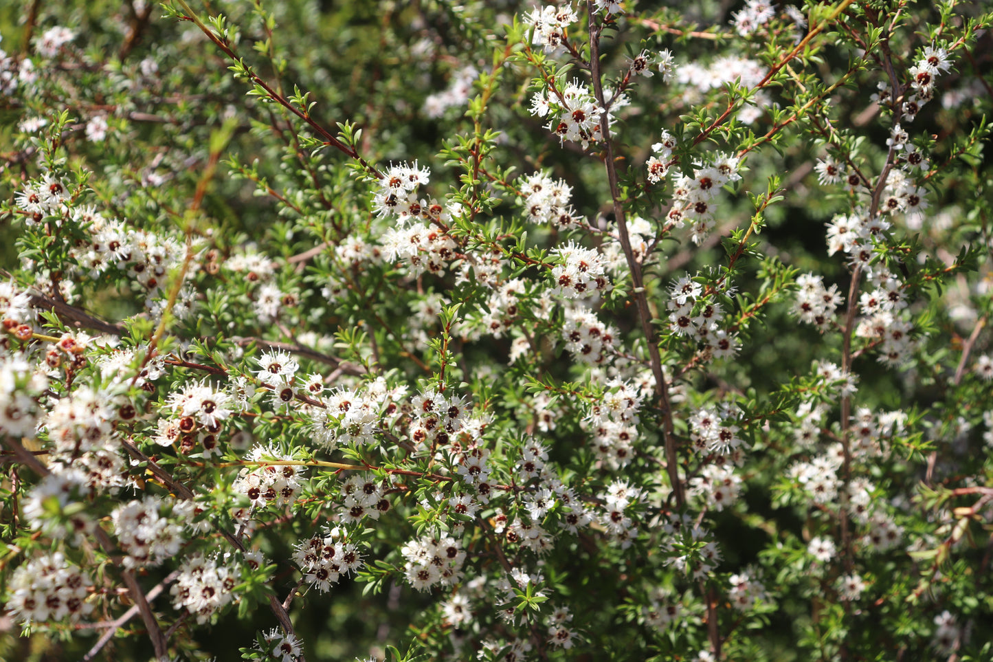 Kunzea ericoides 3