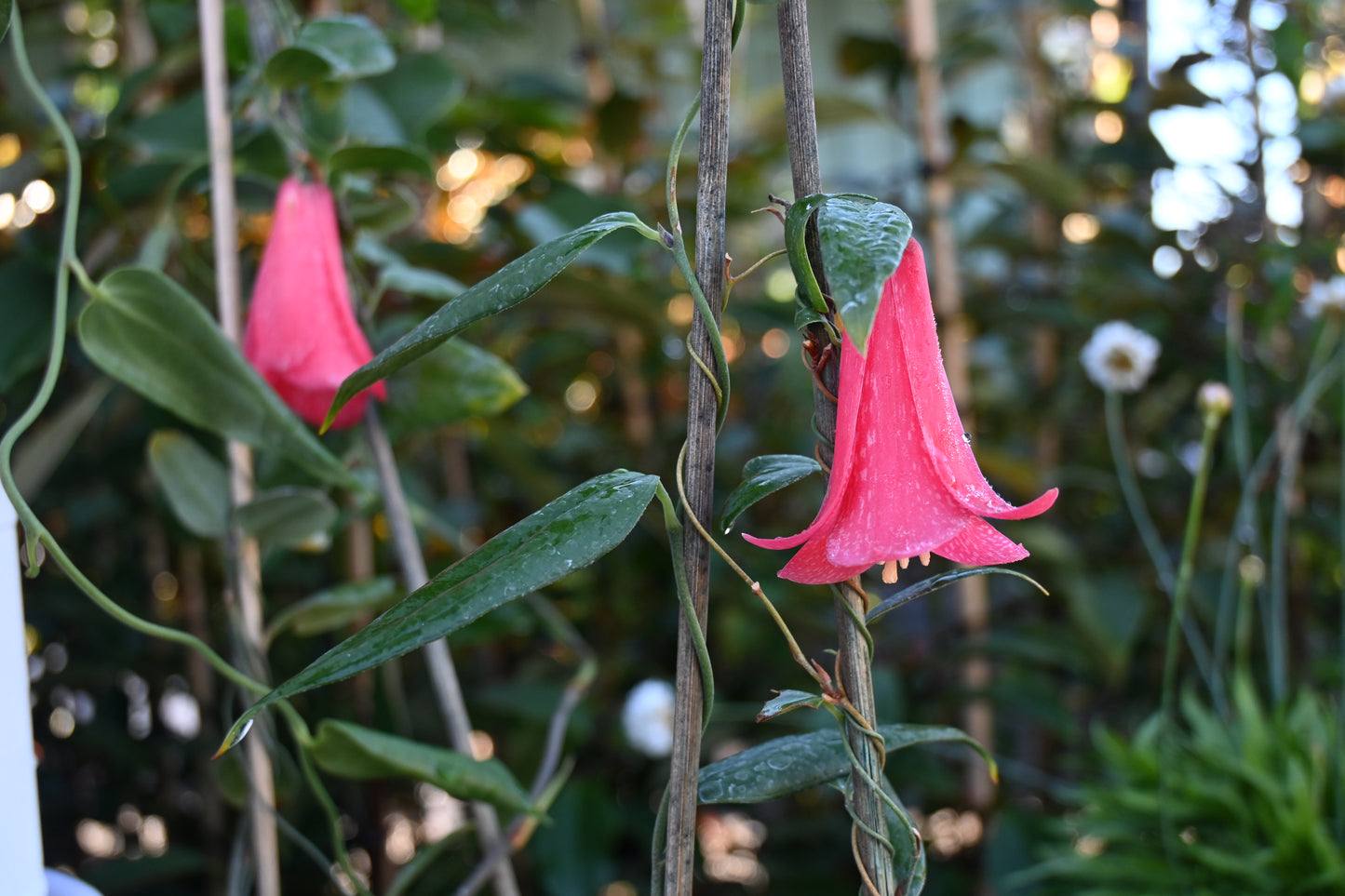 Lapageria rosea