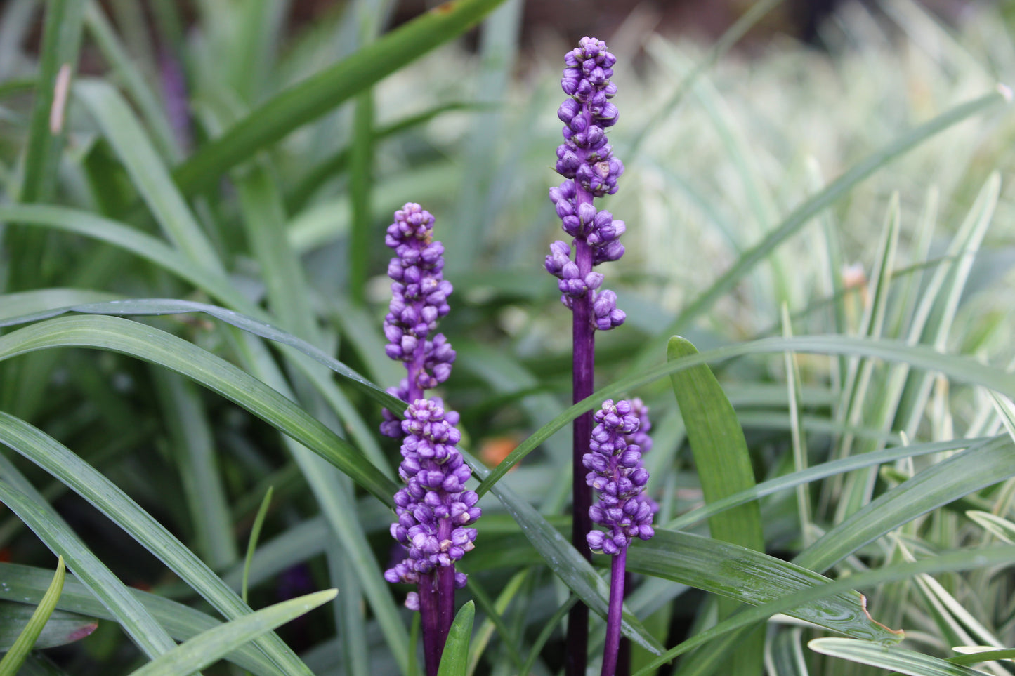 Liriope m. Royal Purple