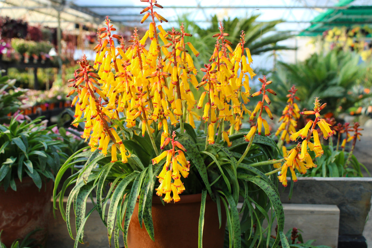 Lachenalia aloides