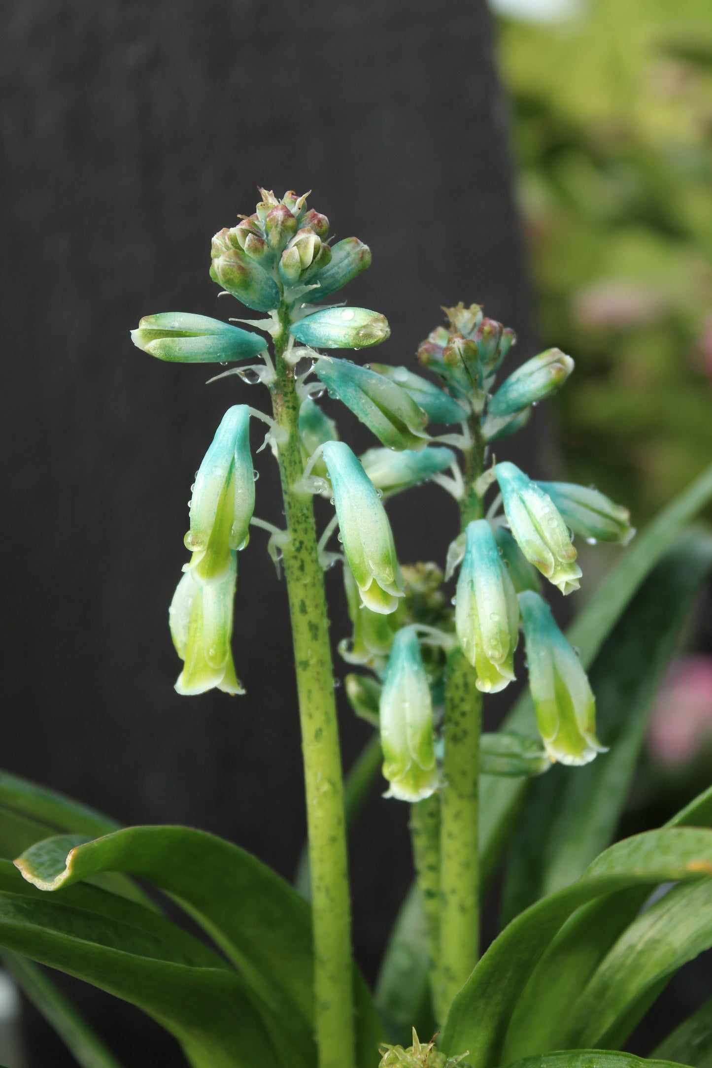 Lachenalia aloides var. vanzyliae 2