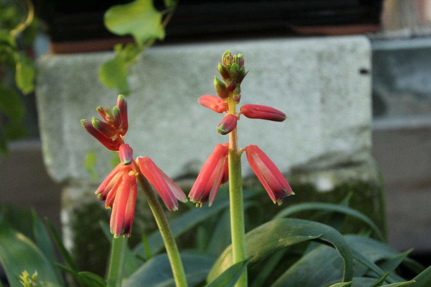 Lachenalia bulbifera