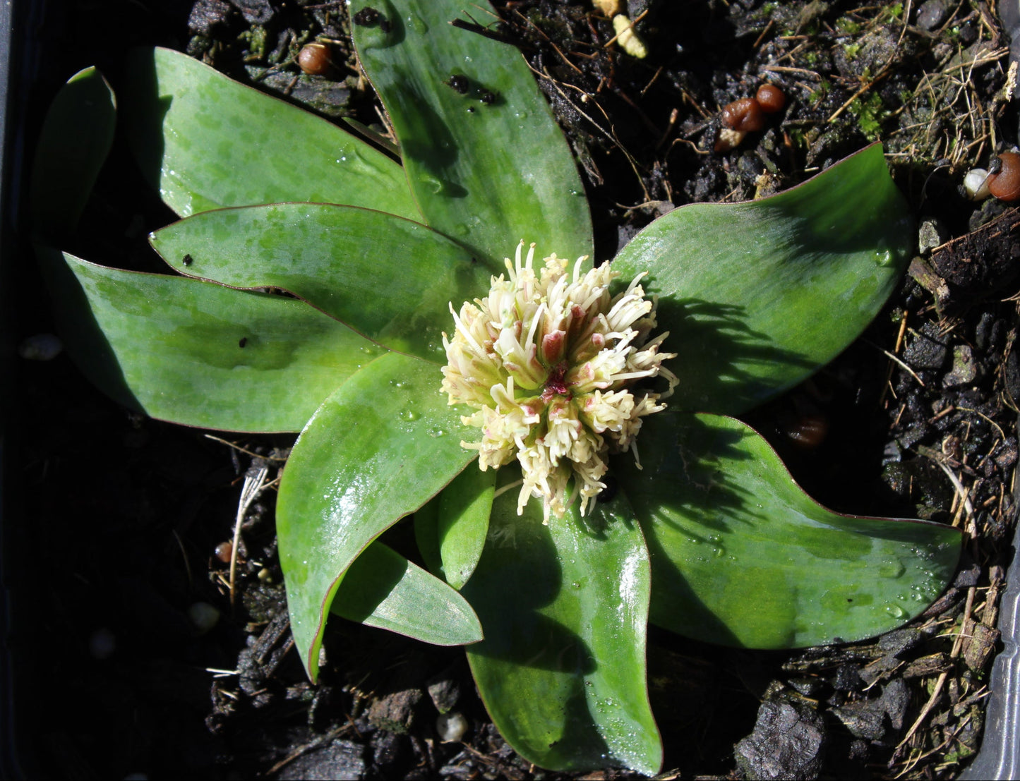 Lachenalia pusilla