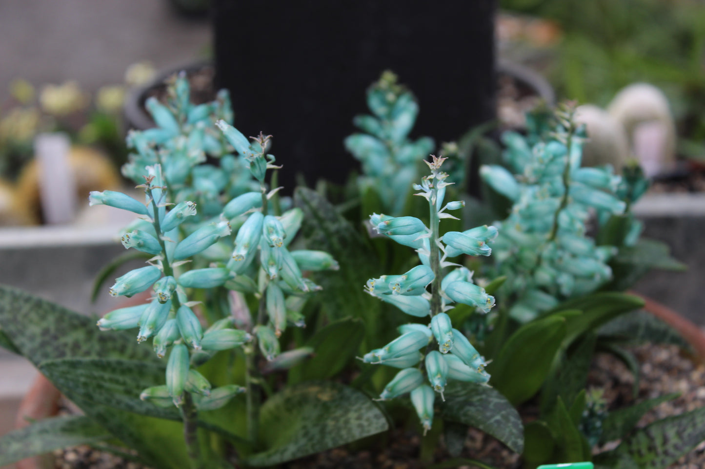 Lachenalia viridiflora