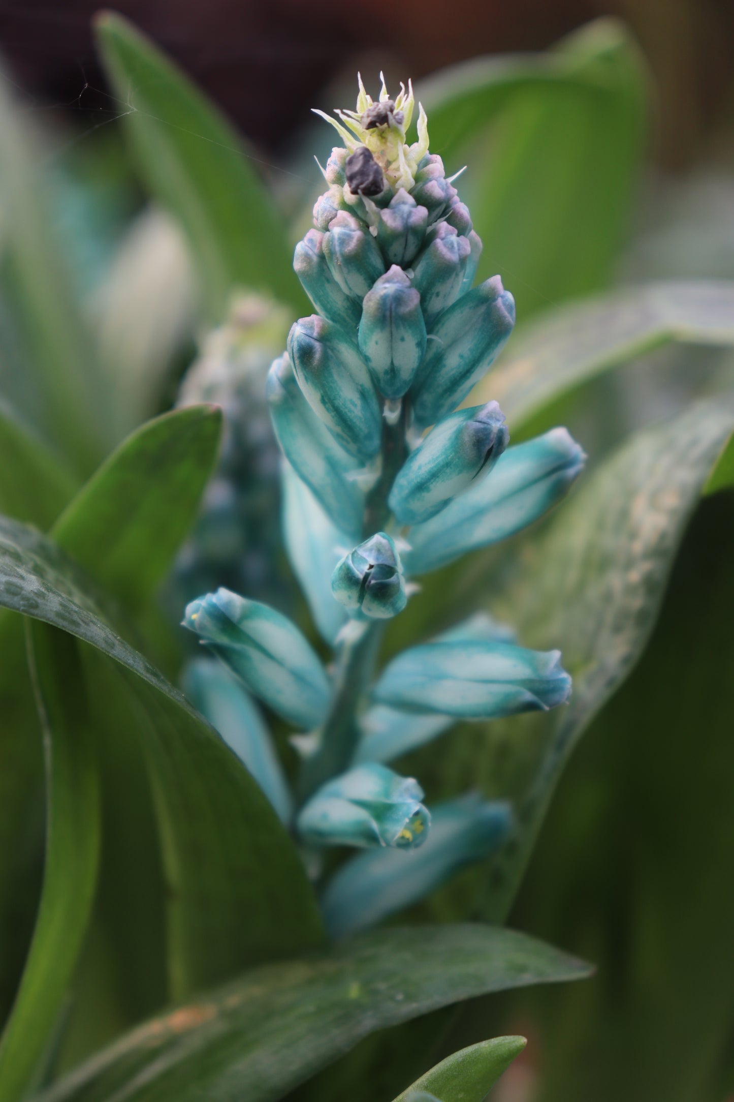 Lachenalia viridiflora flower