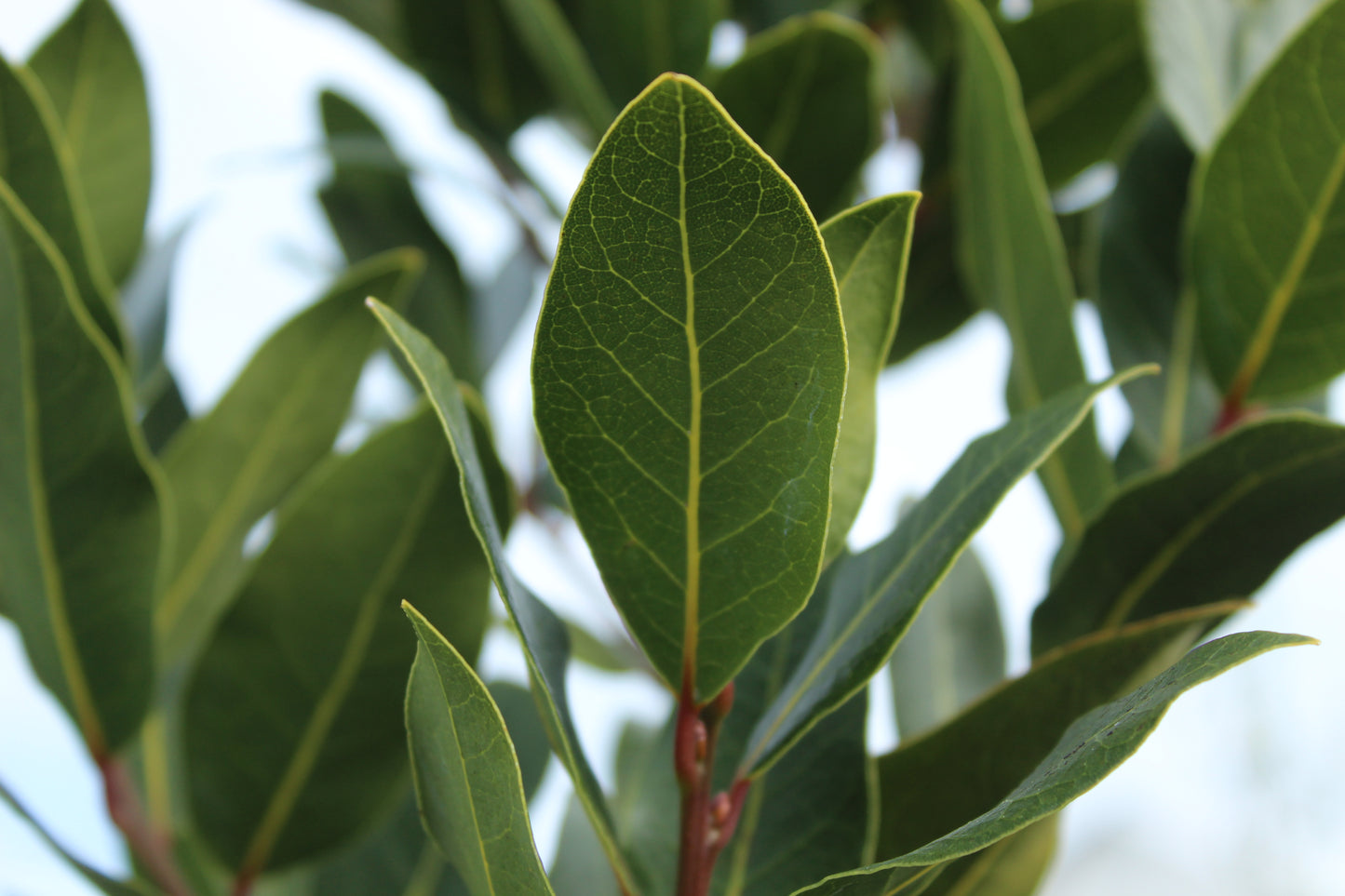 Laurus nobilis Verdi 2