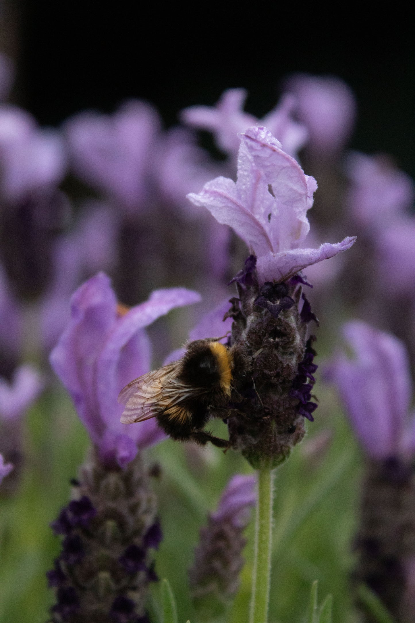 Lavandula Sensation Blue bee