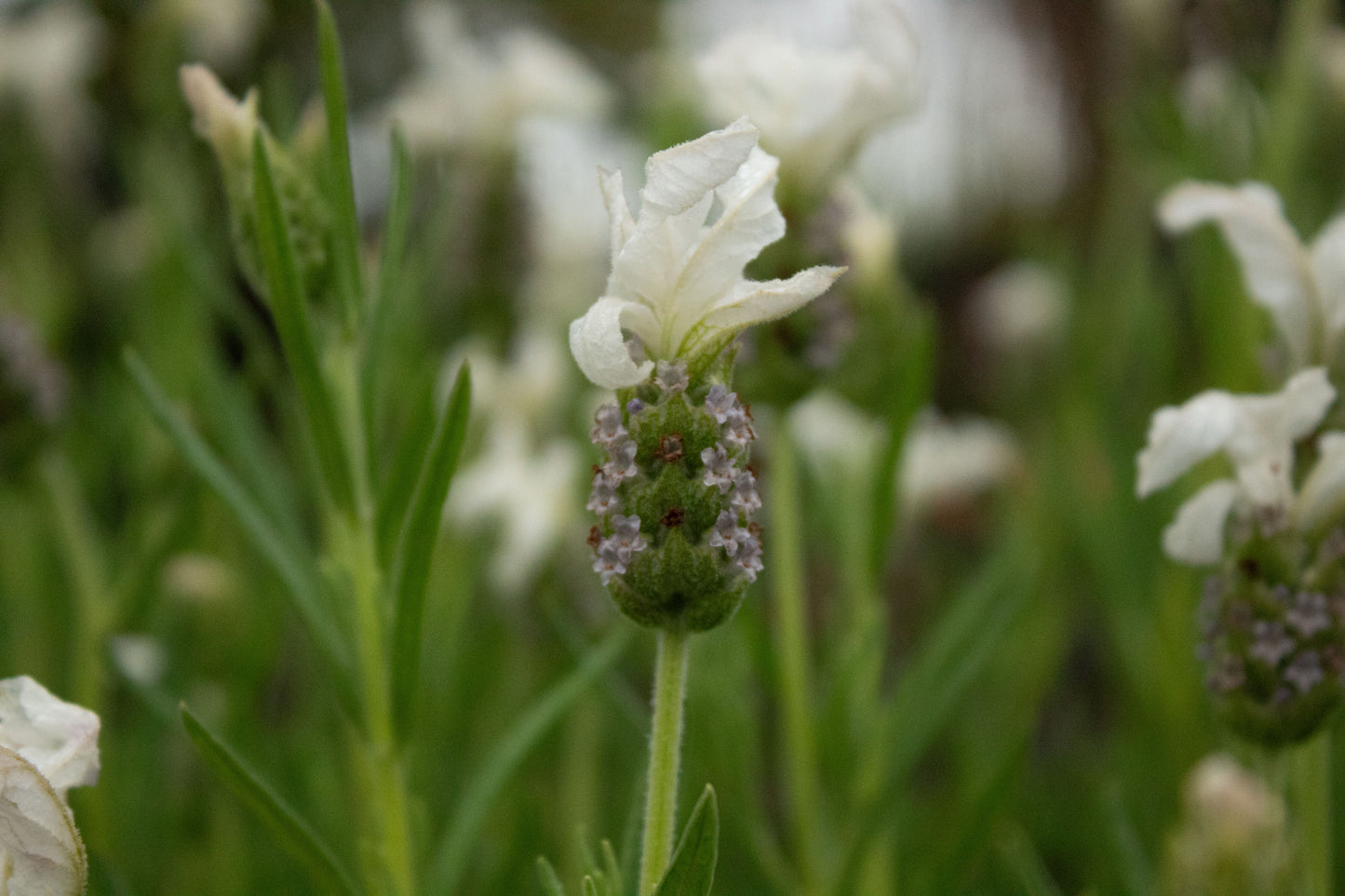 Lavandula sensation white