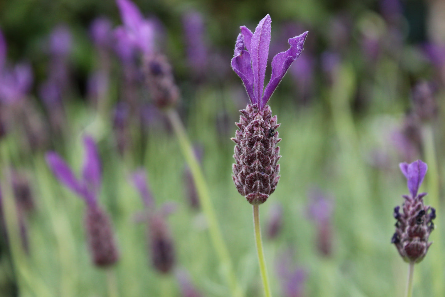 Lavandula stoechas major