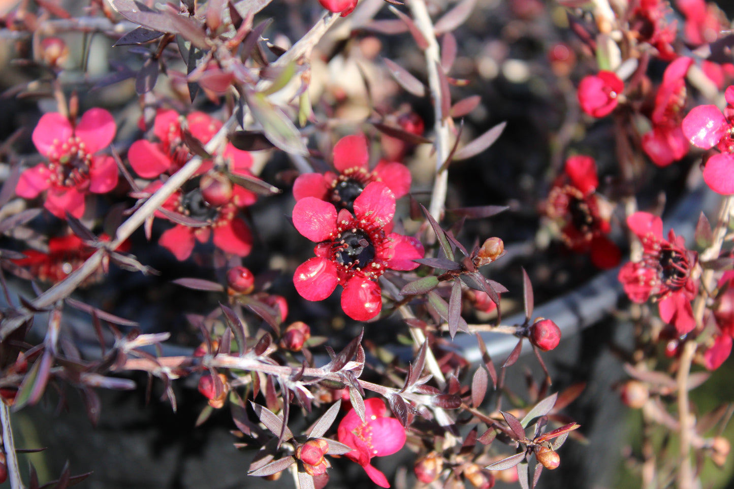 Leptospermum Red Falls 2