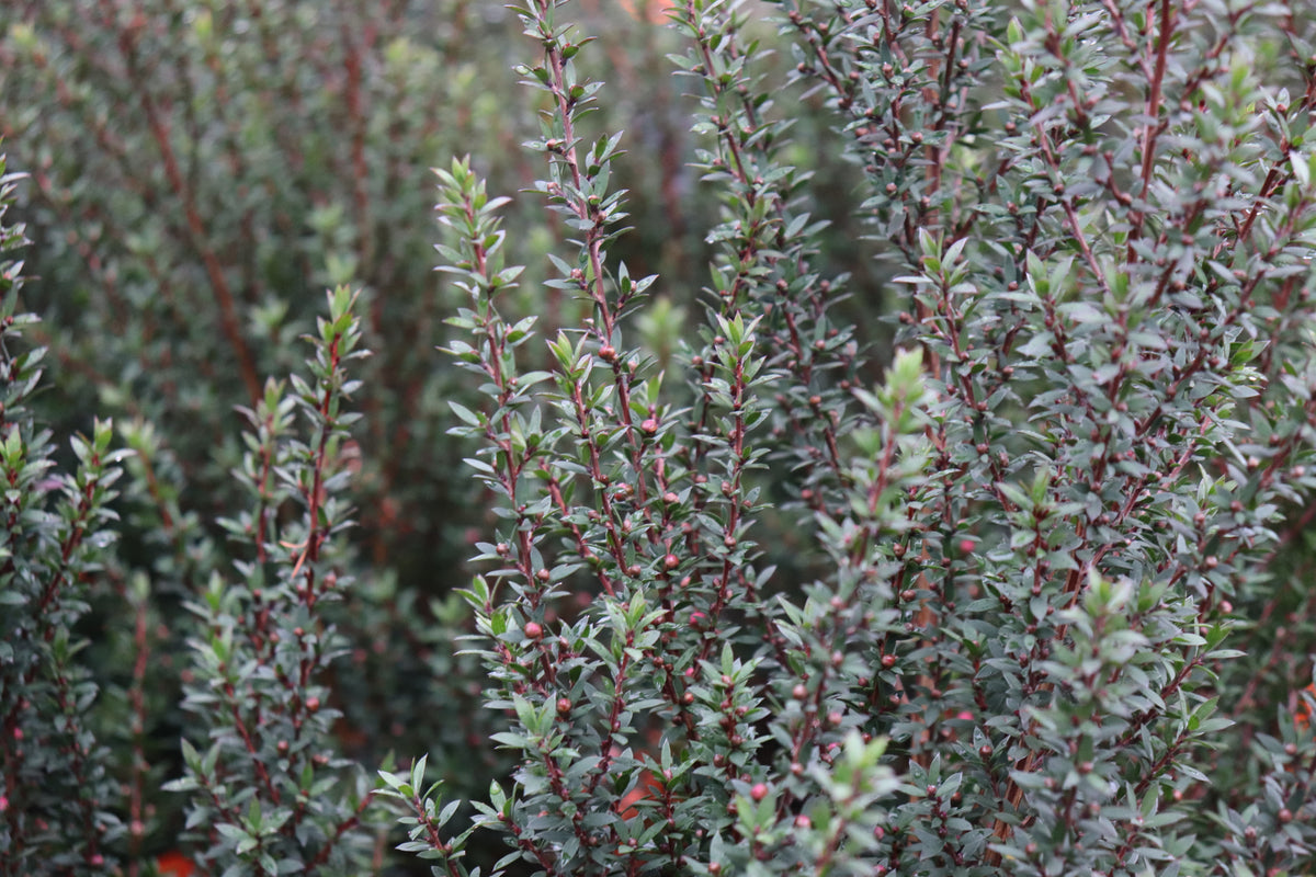 Leptospermum Wiri Joan