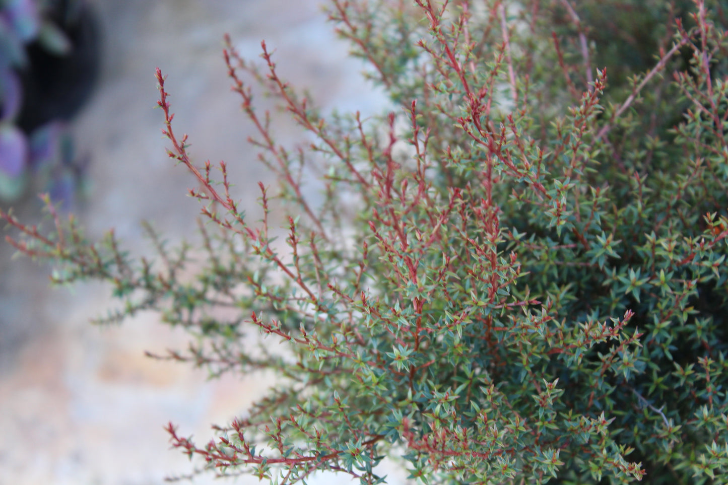 Leptospermum nanum Kea