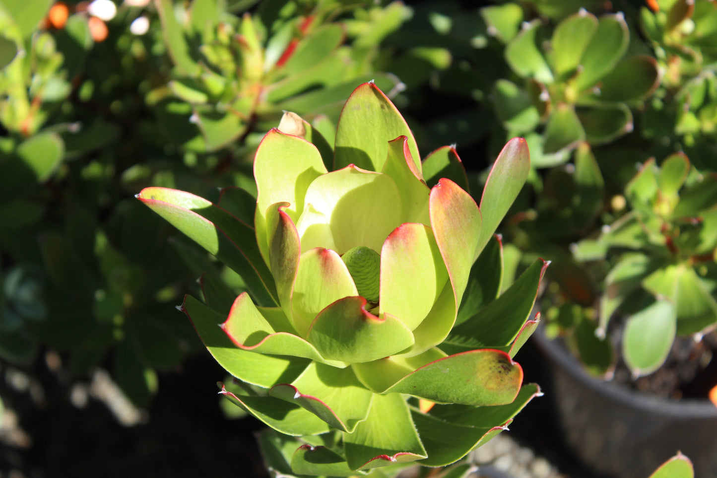 Leucadendron Waterlily