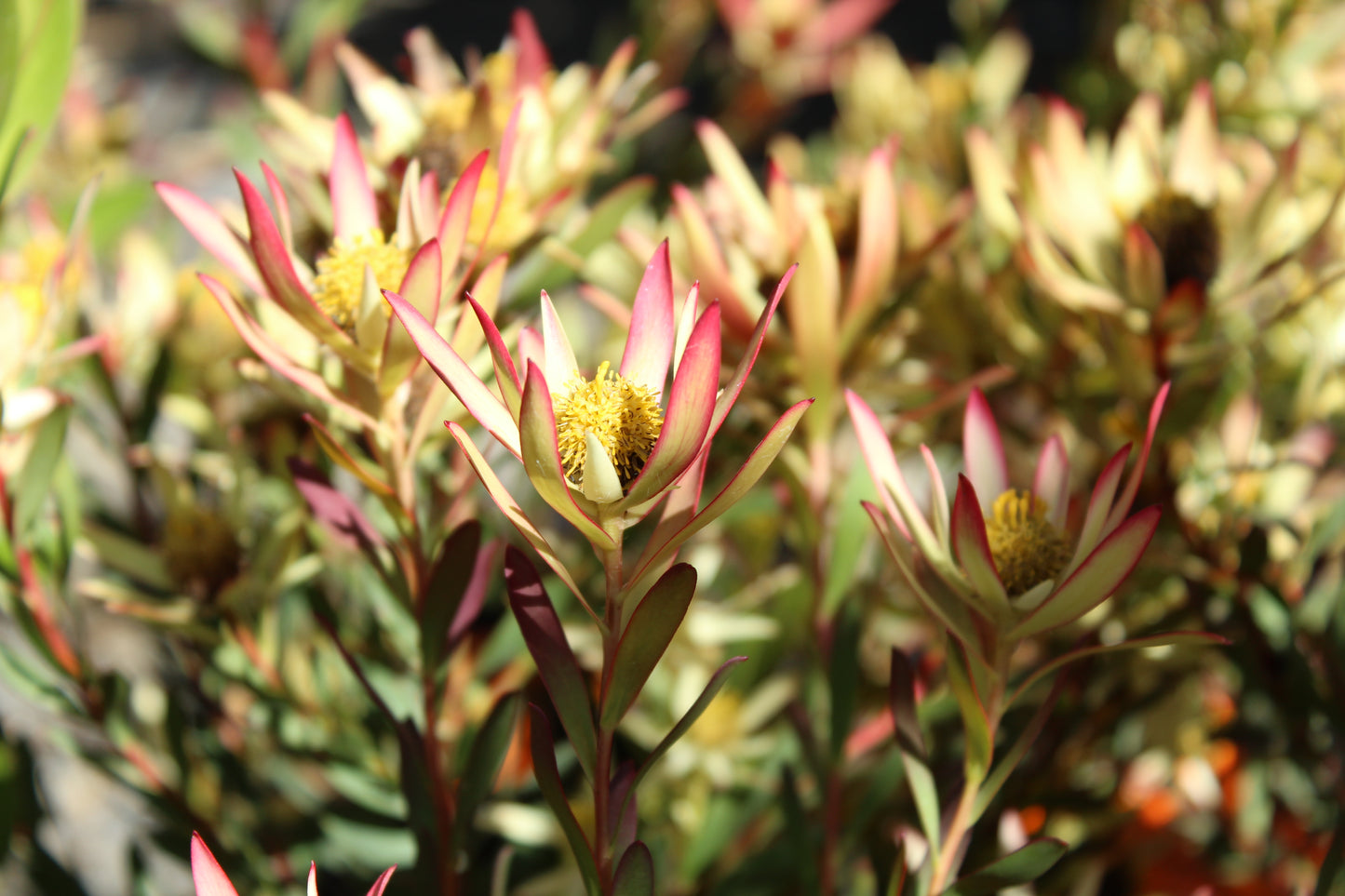 Leucadendron superstar 2