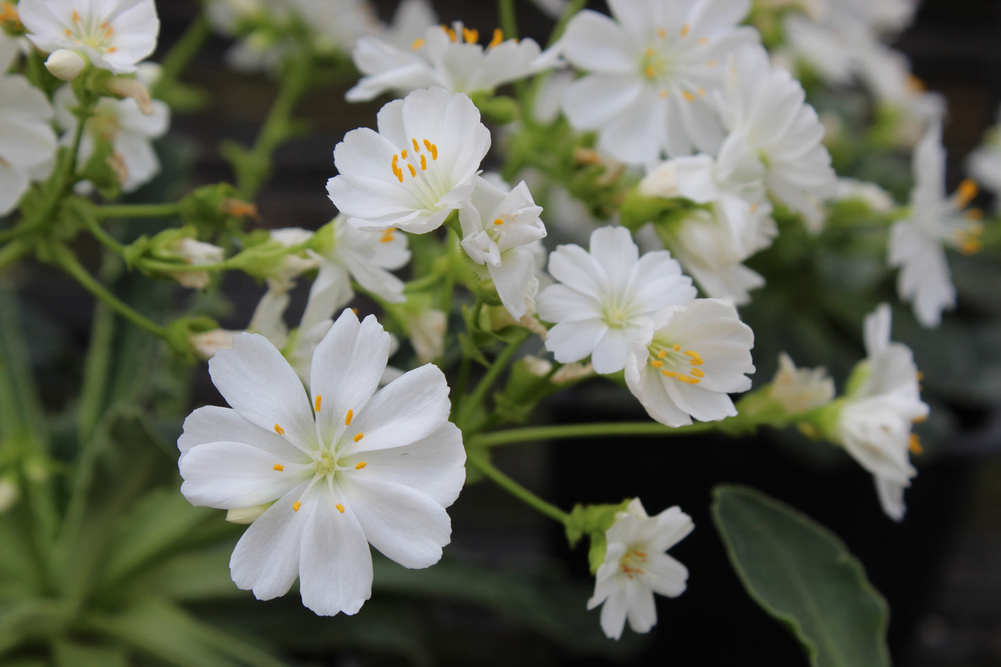Lewisia cotyledon Regenbogen white