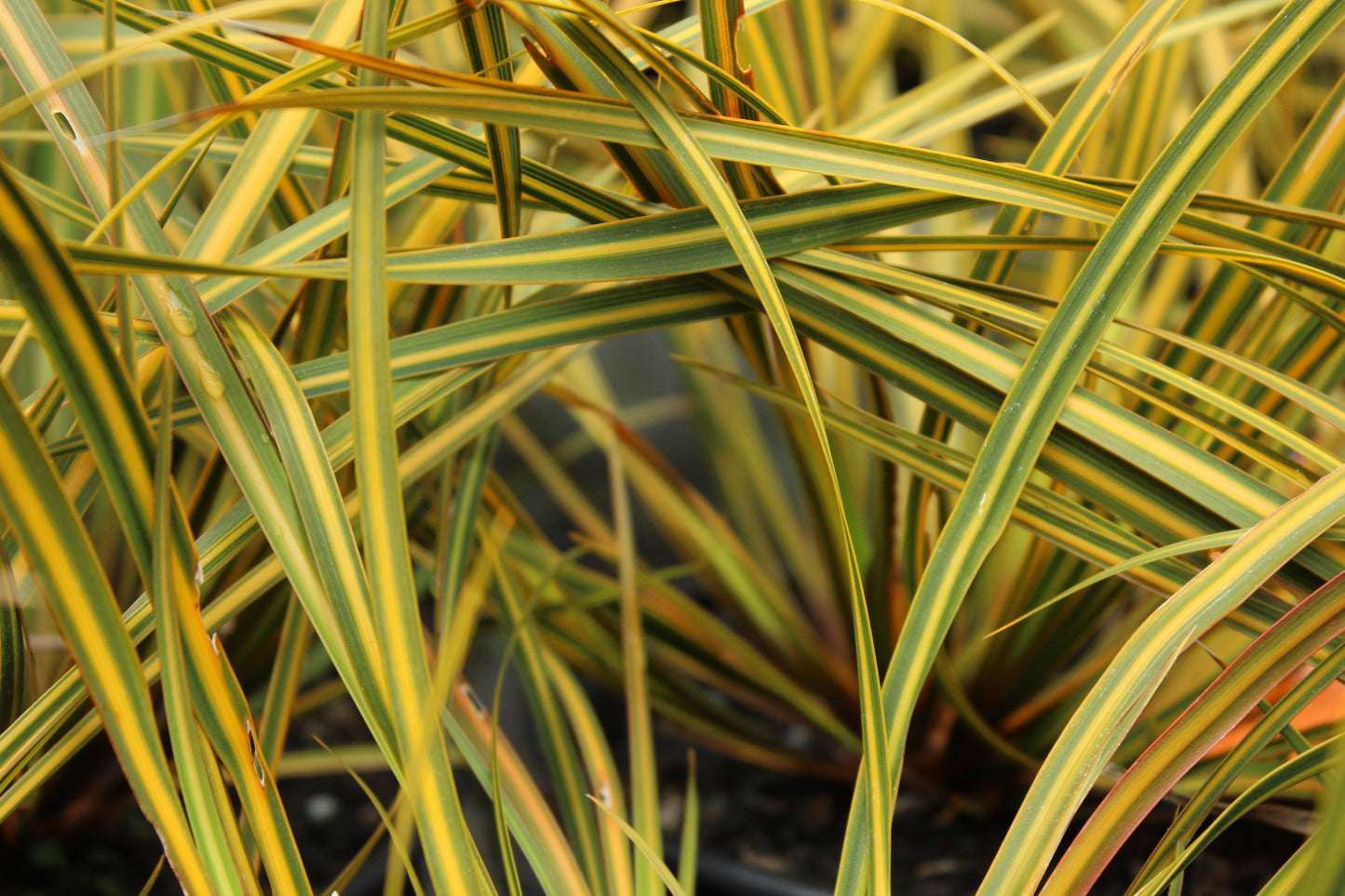 Libertia Gentle Annie