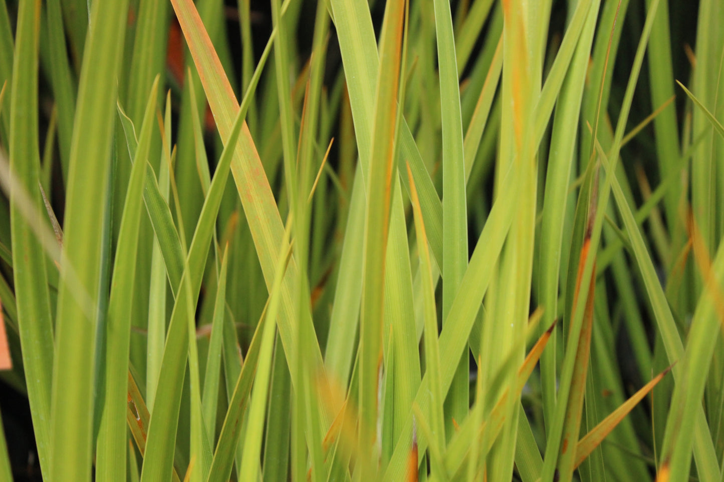 Libertia cranwelliae