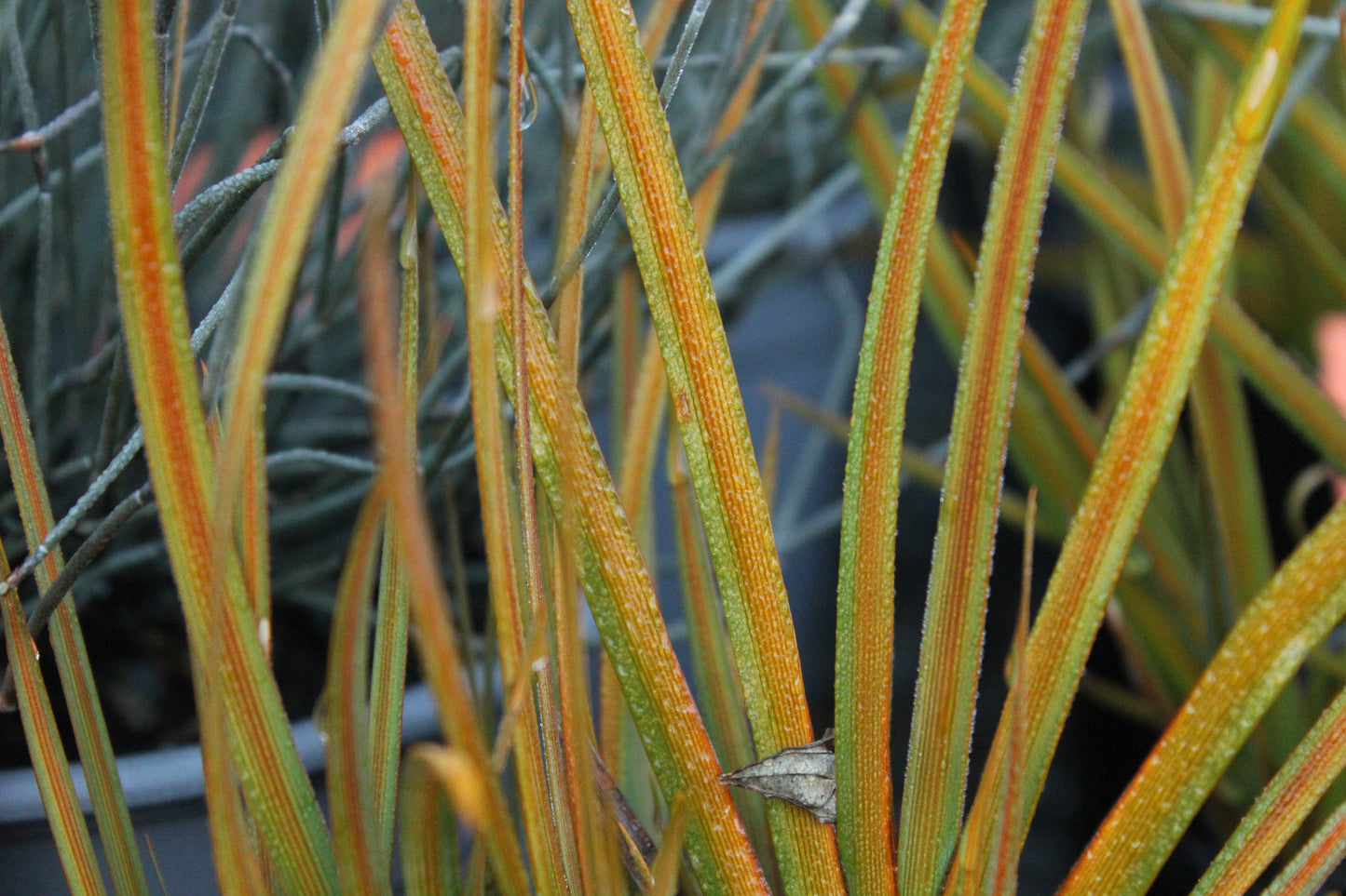 Libertia peregrinans